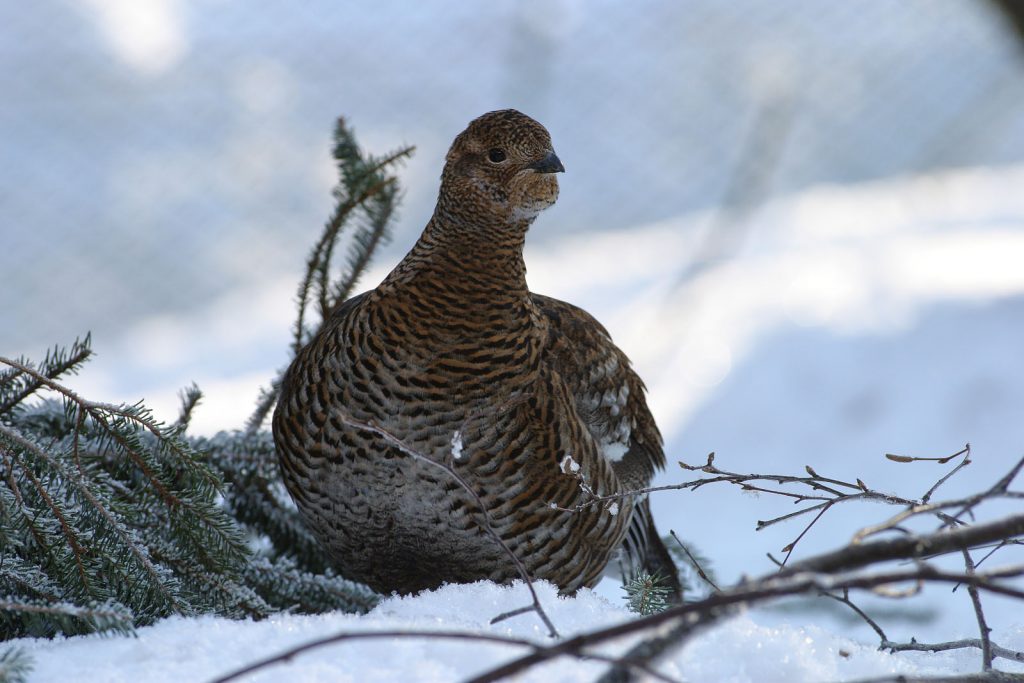 Birkhenne G. Pauluhn/Piclease