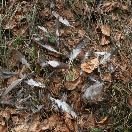 Federreste Birkwild H. J. Fünfstück/Piclease