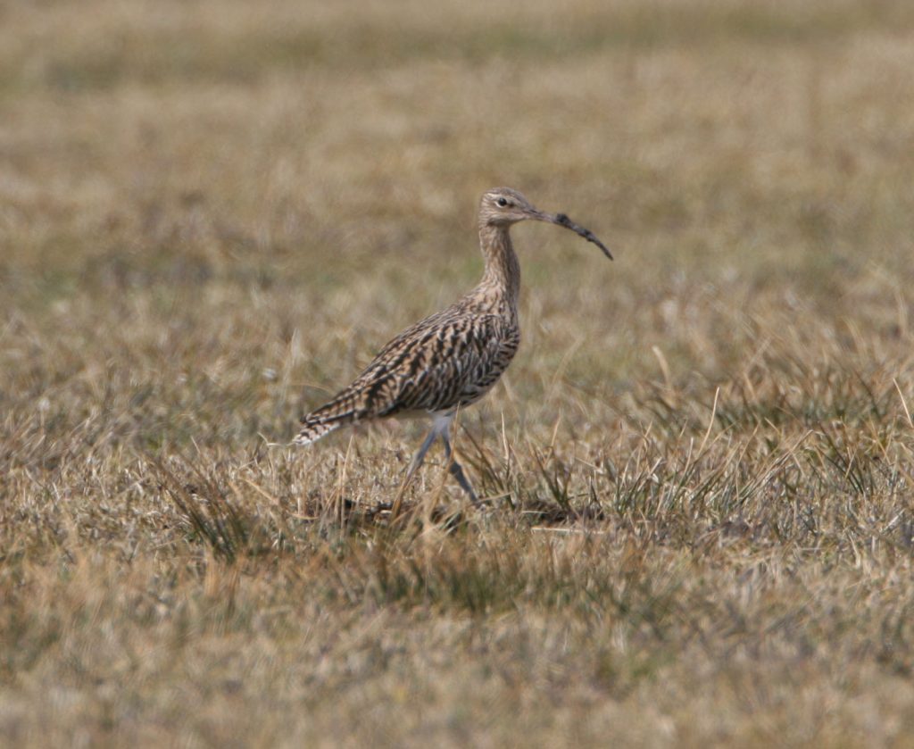 Großer Brachvogel © H. J. Fünfstück