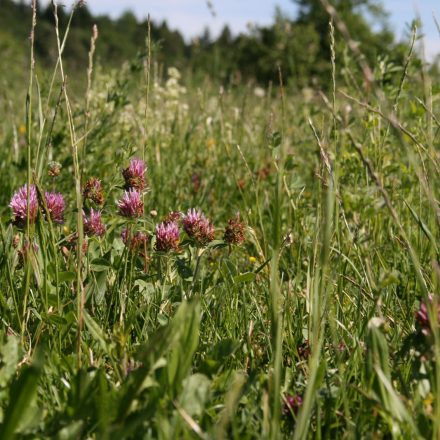 Idealer Lebensraum © I. Göde/Piclease