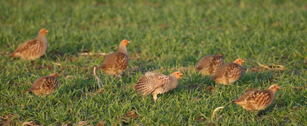 Rebhühner ©A. Brillen/piclease