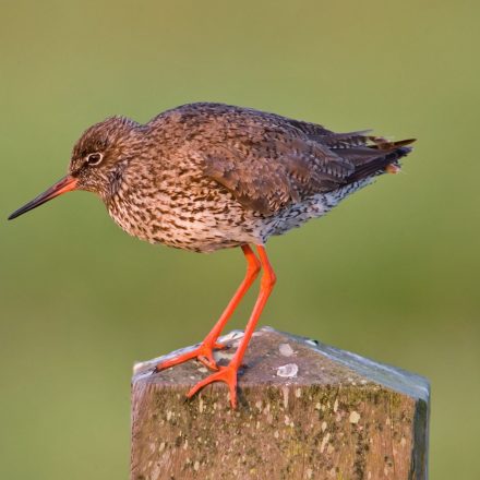 Rotschenkel Jungvogel © S. Ott