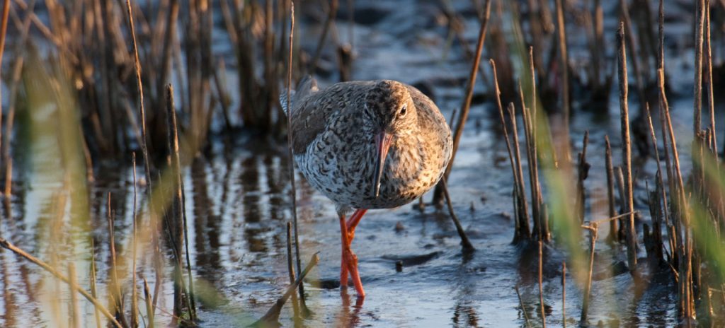 Rotschenkel © S. Ott/piclease