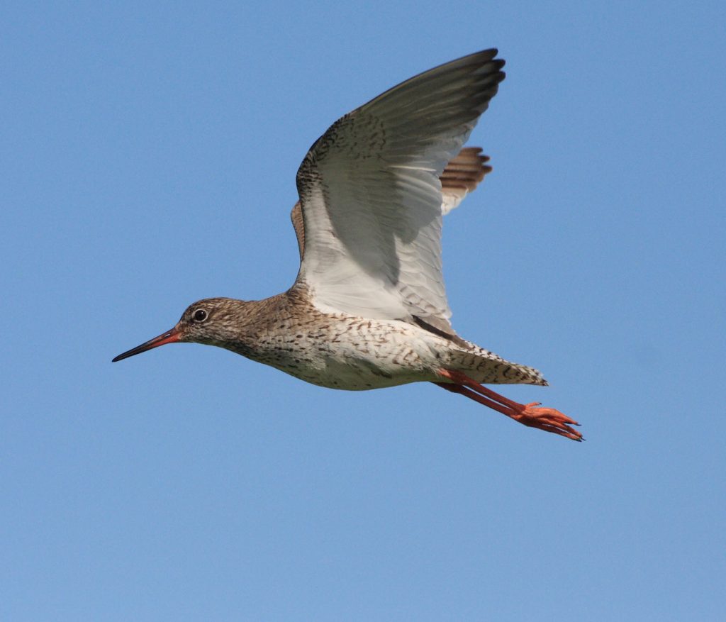 Rotschenkel © M. Dreßler