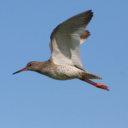 Rotschenkel © M. Dreßler