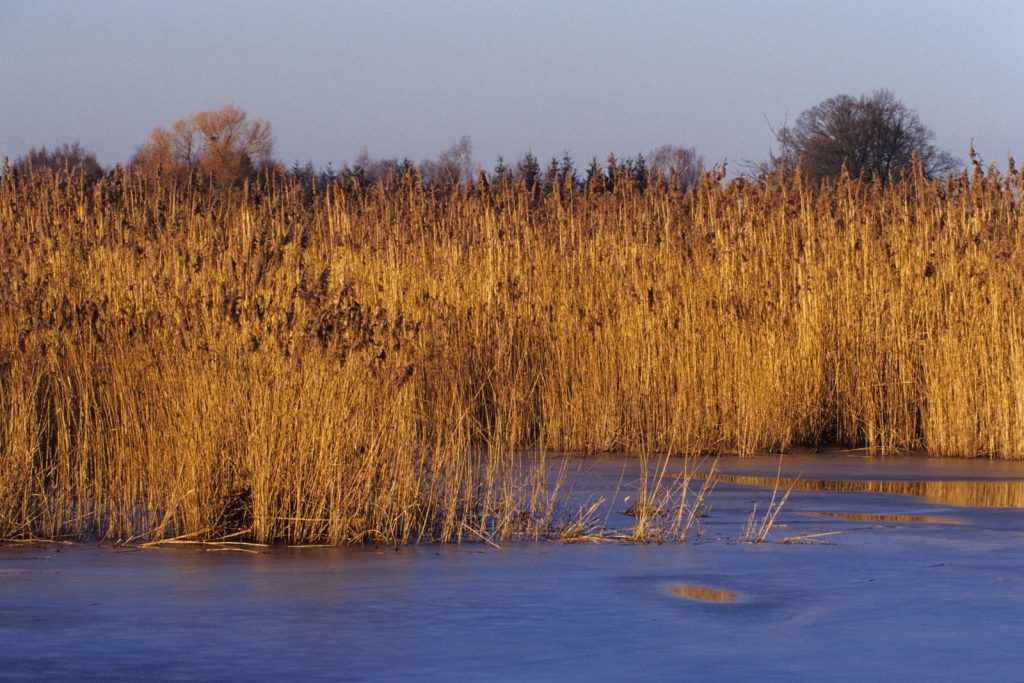 Lebensraum Schilf © M. Nieveler