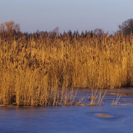 Lebensraum Schilf © M. Nieveler