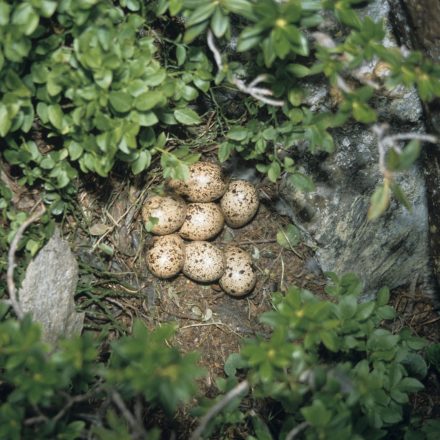 Gelege des Alpenschneehuhns ©P. Schild/piclease