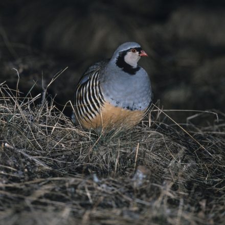 Steinhuhn © P. Schild/Piclease