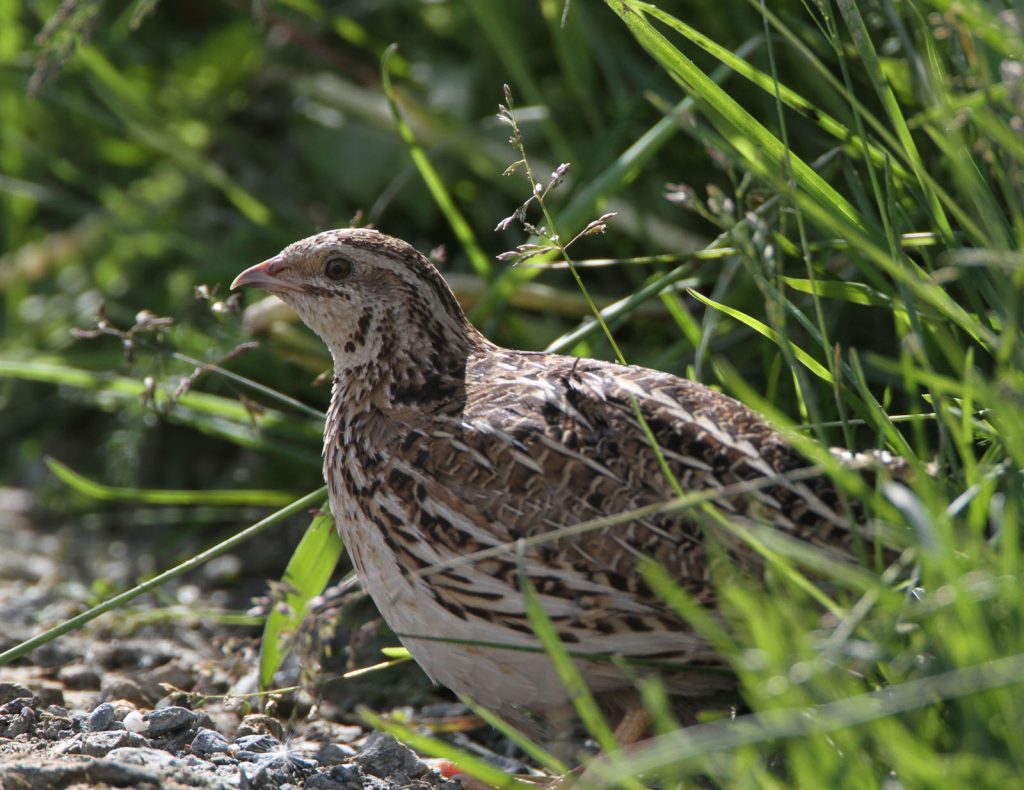 Wachtel © H. J. Fünfstück/Piclease