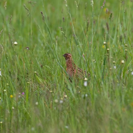 Wachtel im Gras © S. Ott/Piclease