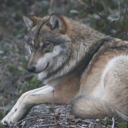 Wildland Tierart Wolf©G. Pauluhn/piclease