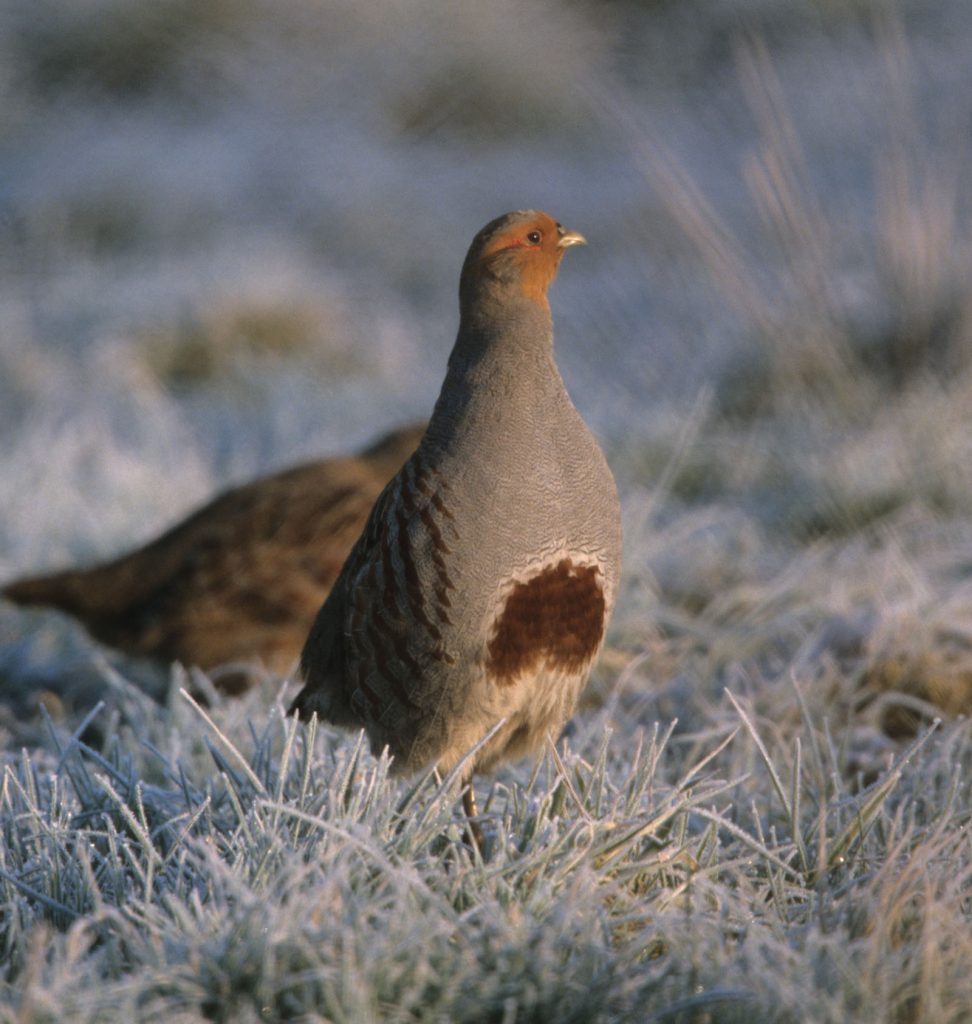Rebhahn mit Brustschild © H. Glader/Piclease