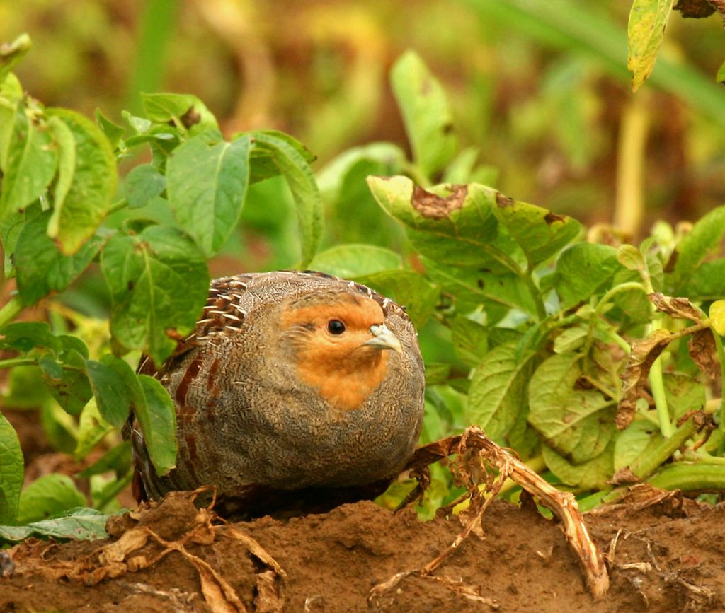 Rebhuhn in Kartoffelacker © A. Brillen/Piclease
