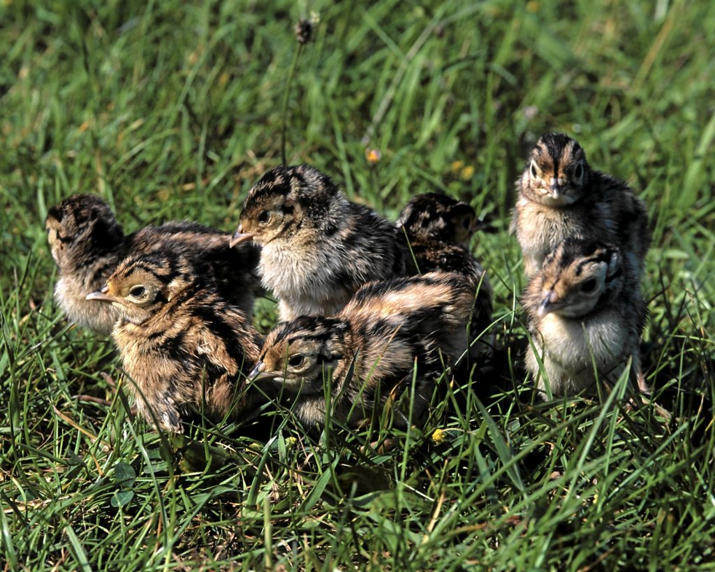 Rebhuhn Gesperre © E. Thielscher/Piclease