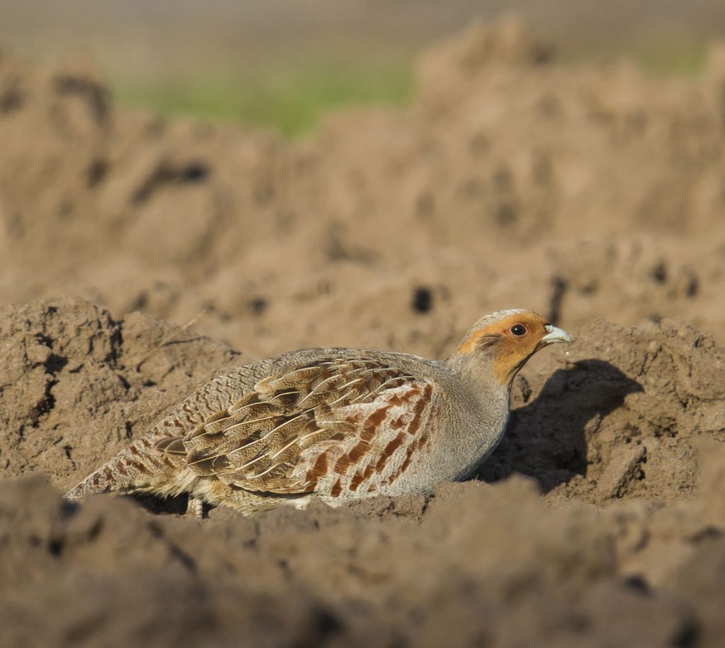 Rebhuhn ©M. Nieveler/piclease