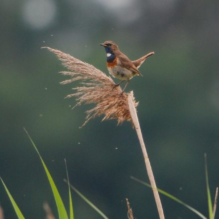 Blaukehlchen © Dr. M. Groß