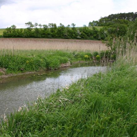 Schilfwiese an der Baunach © Wildland-Stiftung Bayern