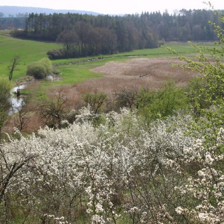 Blühende Hecken ©Wildland-Stiftung Bayern