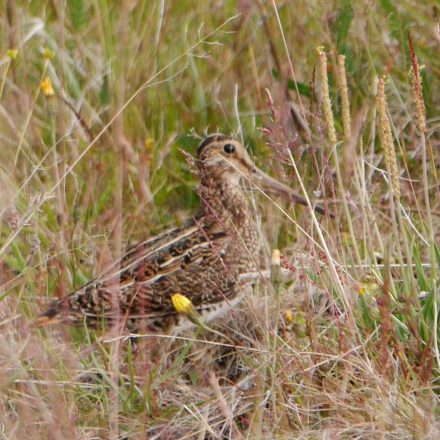 Bekassine gut getarnt©A-Deepen-Wieszorek