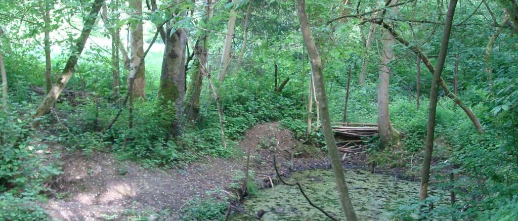 Hangleitenwald bei Frauendorf © Wildland-Stiftung Bayern