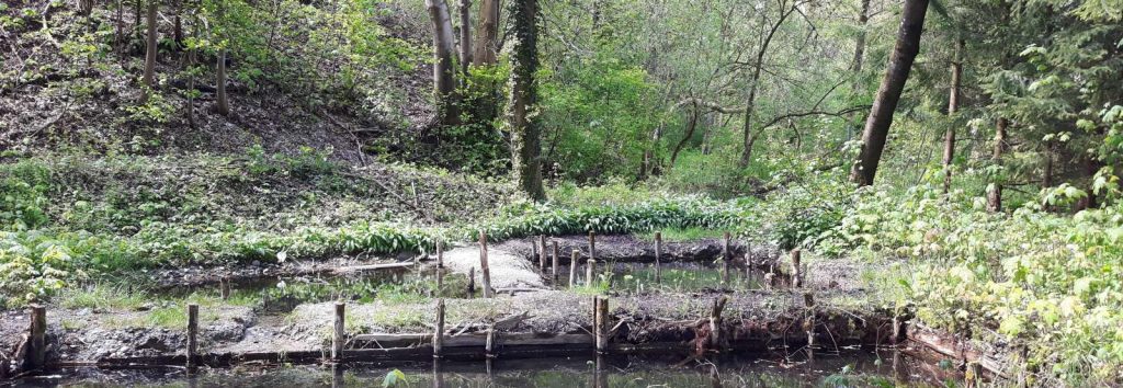 Hangleitenwald bei Frauendorf©Wildland-Stiftung Bayern