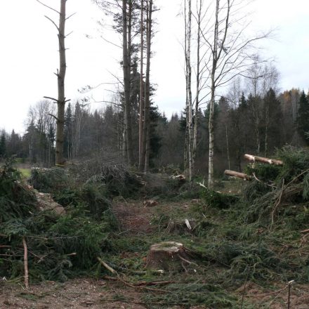 Ehewald-Auslichten © Wildland-Stiftung Bayern