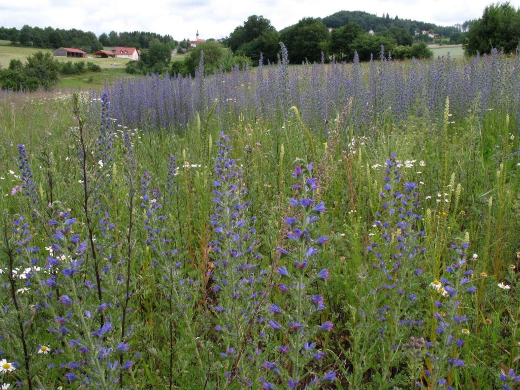 Natternkopf©G-Schmid