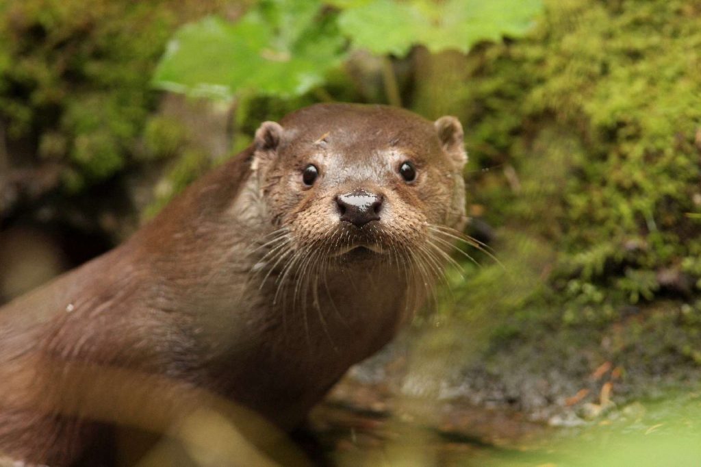 Fischotter©J-Limberger/piclease