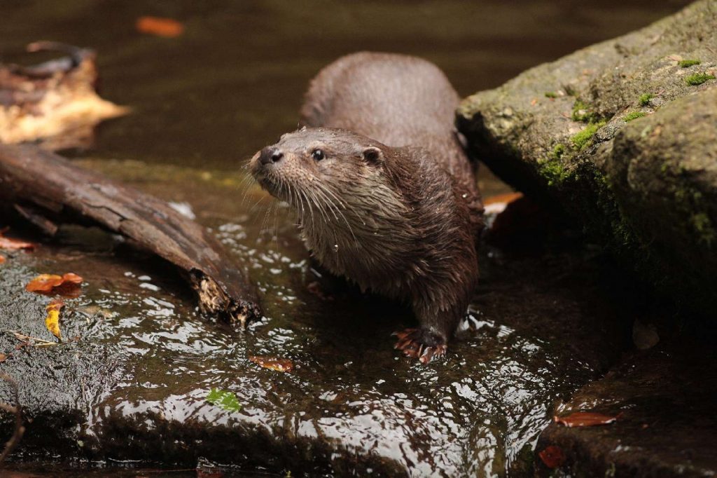 Fischotter©J-Limberger/piclease