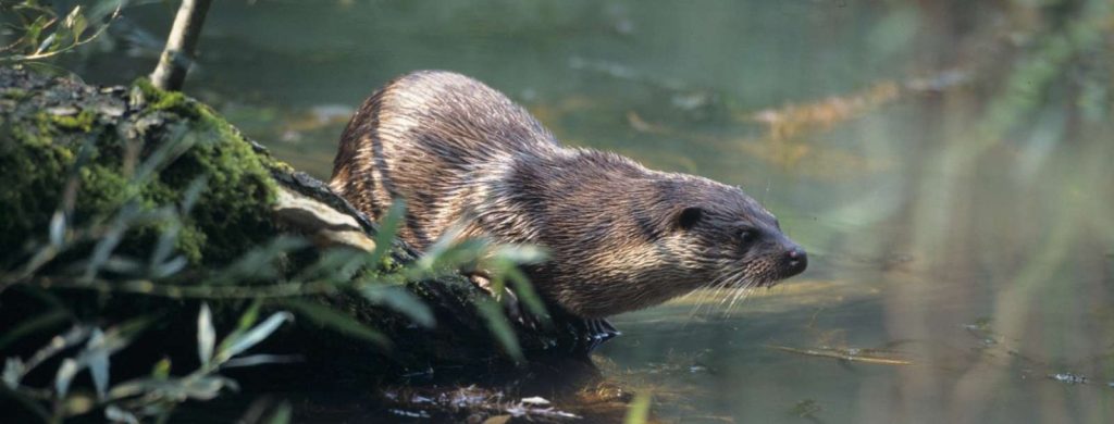 Fischotter©H-Glader/piclease