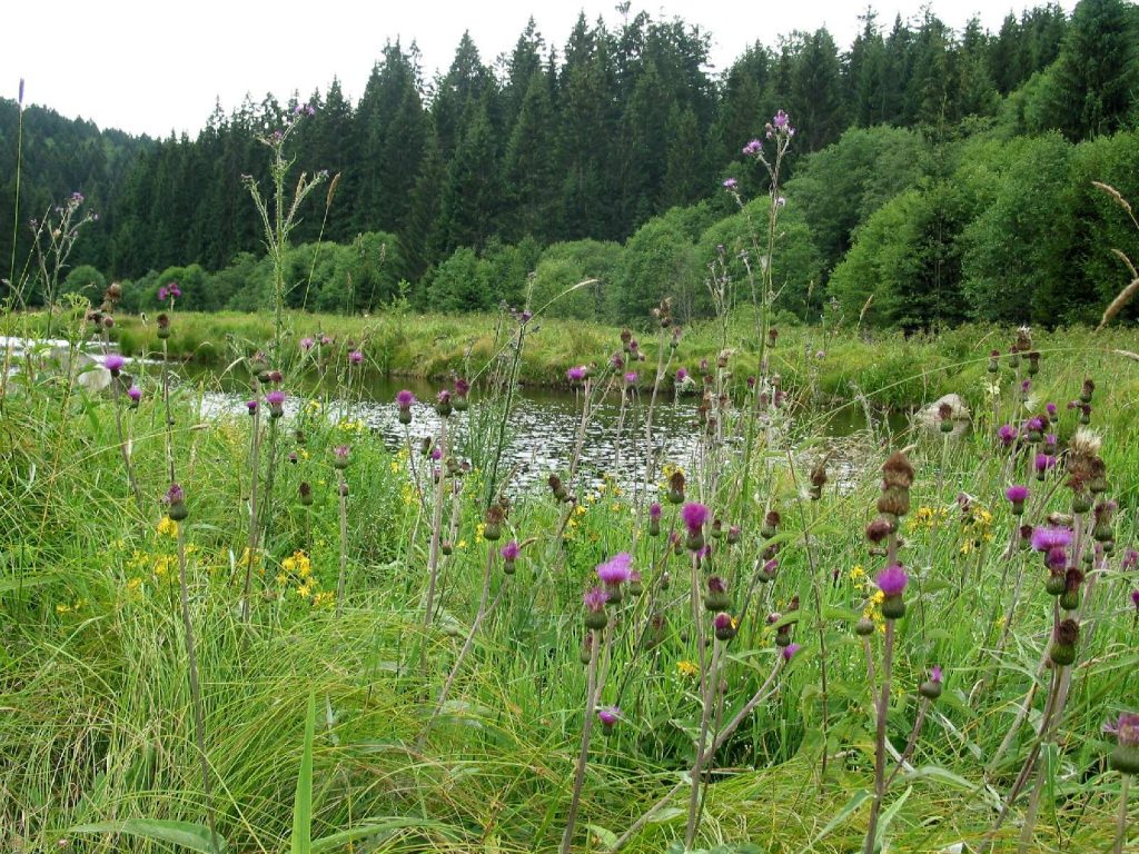 Fischotter-Lebensraum © Wildland-Stiftung Bayern