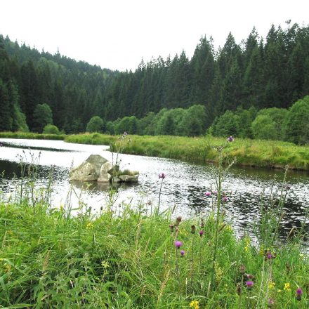 Fischotterflächen© Wildland-Stiftung Bayern