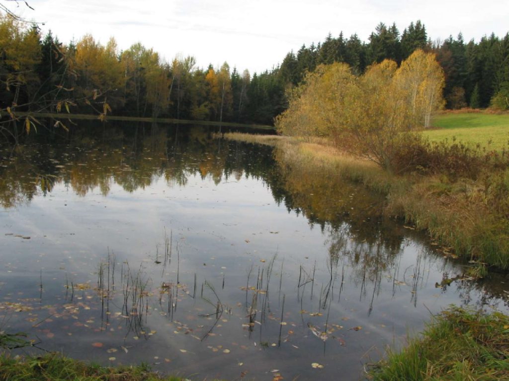 Fischotter-Lebensraum © Wildland-Stiftung Bayern
