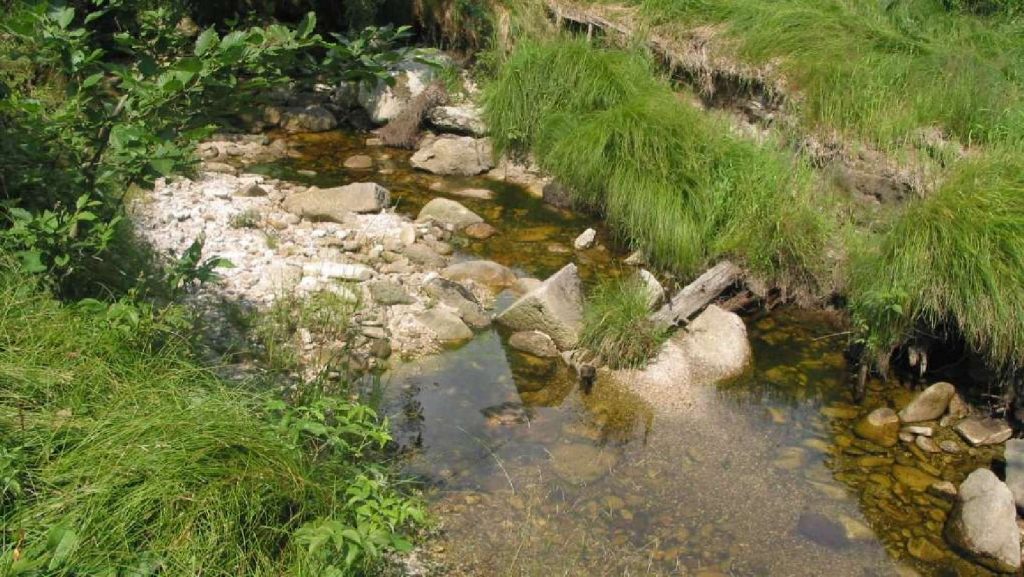 Fischotter-Lebensraum© Wildland-Stiftung Bayern