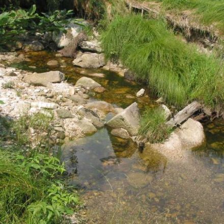 Bachlauf mit Trittsteinen©Wildland-Stiftung Bayern