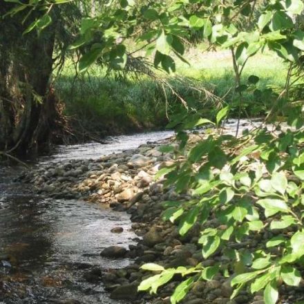 Fischotter-Lebensraum © Wildland-Stiftung Bayern