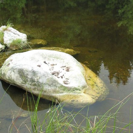 Otterlosung © Wildland-Stiftung Bayern