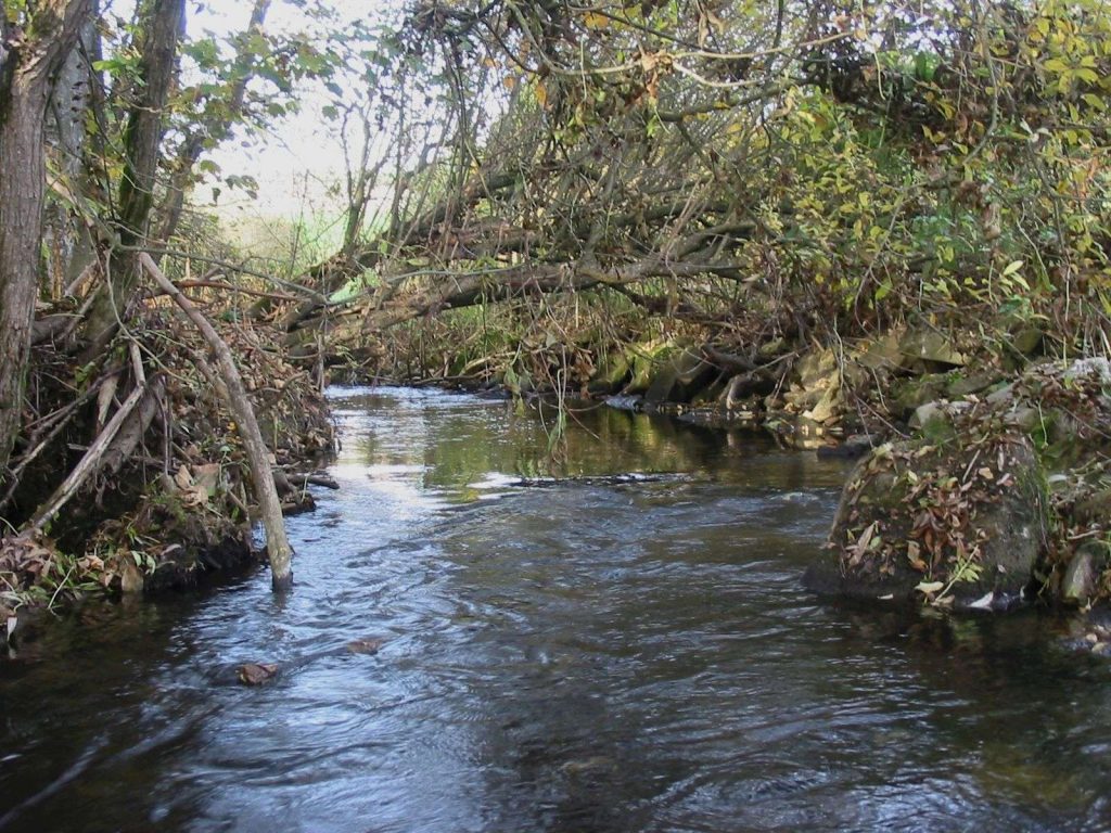Fischotter-Lebensraum Böhmzwiesel © Wildland-Stiftung Bayern
