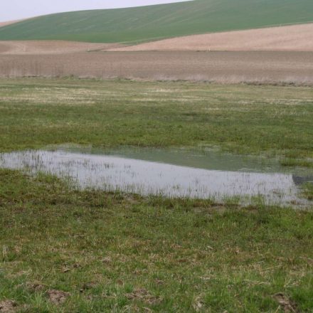 Wiesenseige © Wildland-Stiftung Bayern