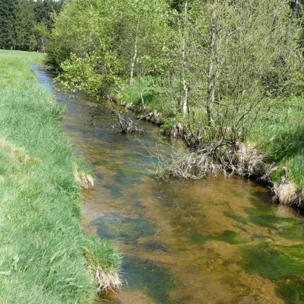 Lebensraum Otter©Wildland-Stiftung Bayern