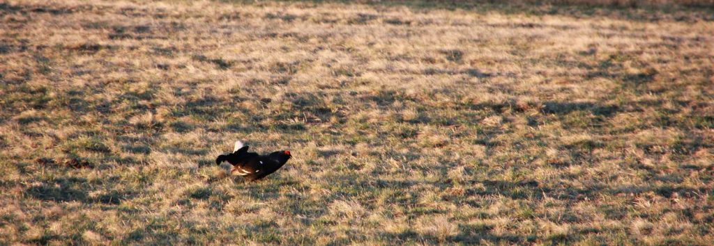 Birkhahn in der Rhön © Wildland-Stiftung Bayern