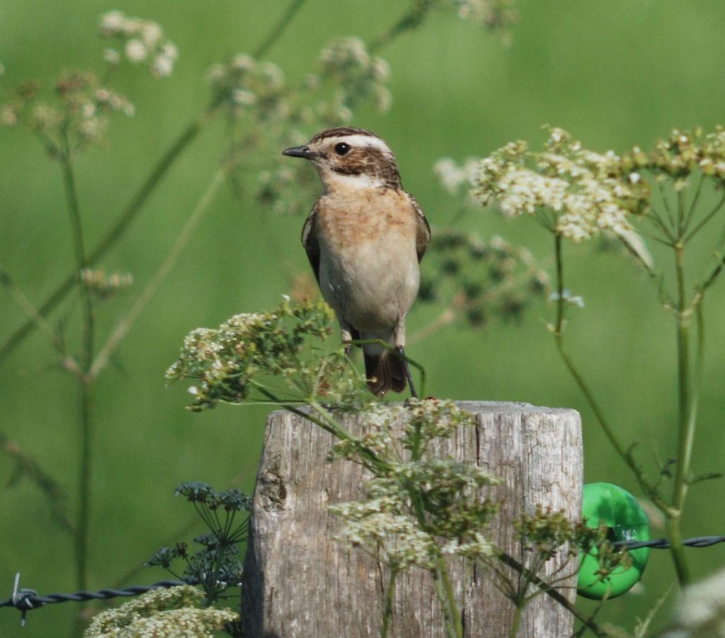 Braunkehlchen©C-Martin/piclease