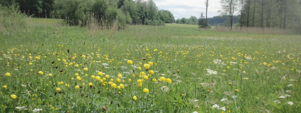 Wiesen in einer Talaue © Wildland-Stiftung Bayern