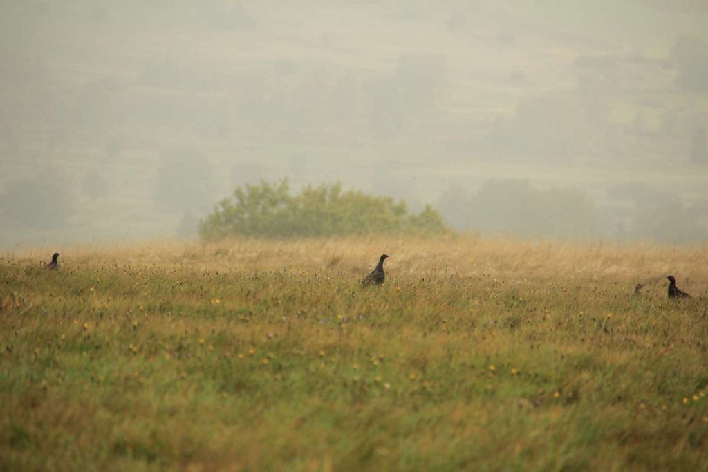 Birkhahn in der Rhön © Wildland-Stiftung Bayern