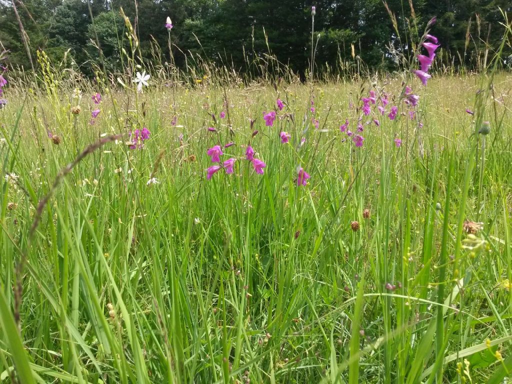 © Wildland-Stiftung Bayern