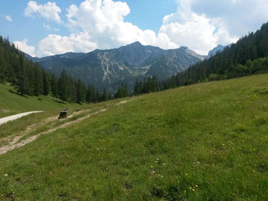 Almwiese © Wildland-Stiftung Bayern