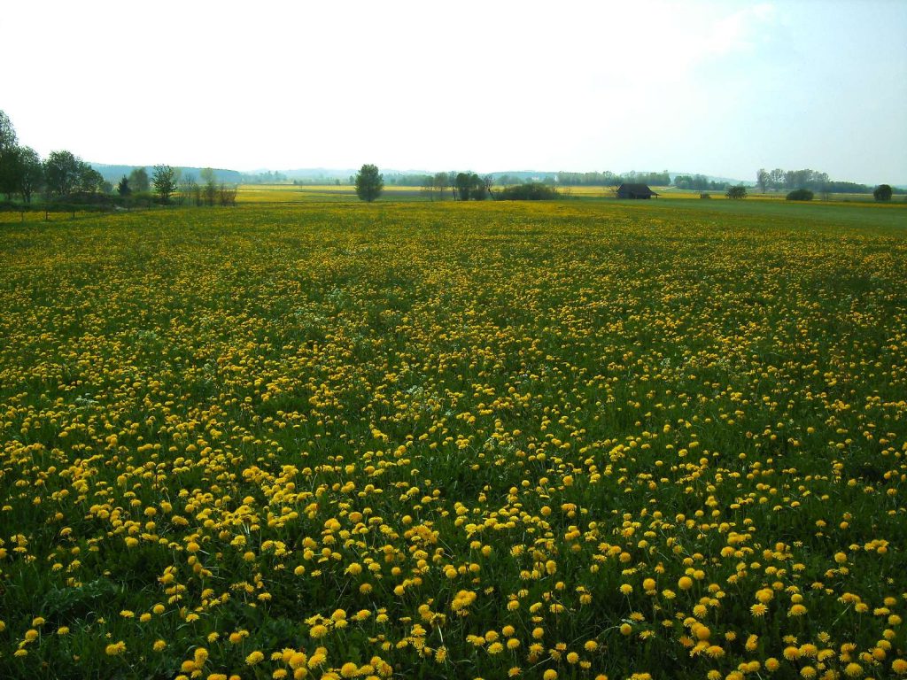 Intesiv bewirtschaftete Fettwiese © Wildland-Stiftung Bayern