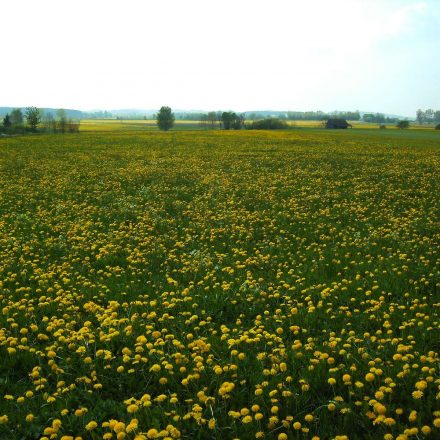 Intesiv bewirtschaftete Fettwiese © Wildland-Stiftung Bayern