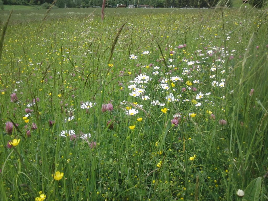 Margaritenwiese © Wildland-Stiftung Bayern